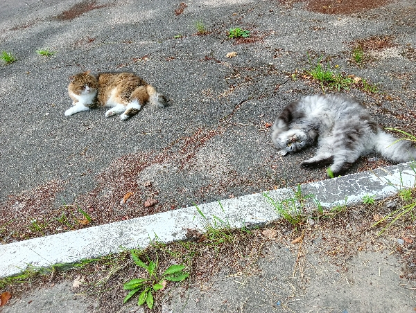 Очумелые Пёрышки