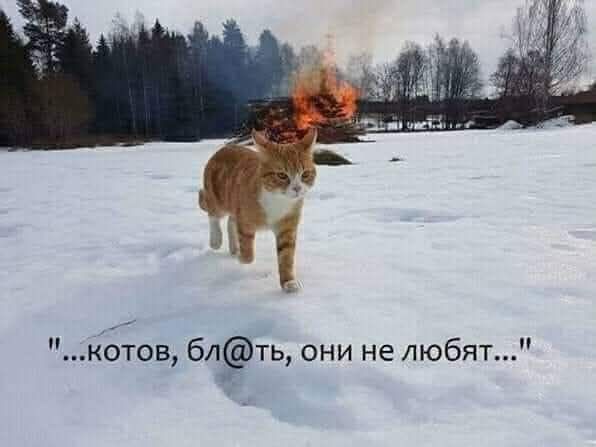 К котовторнику: подборка картинок-баянов с котиками и про котиков. Выпуск 4
