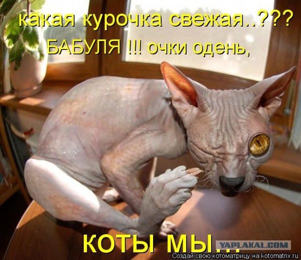 "Инопланетный" котэ