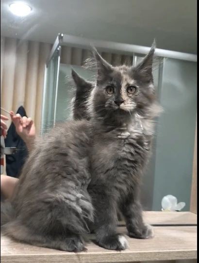Котята Мейн куны