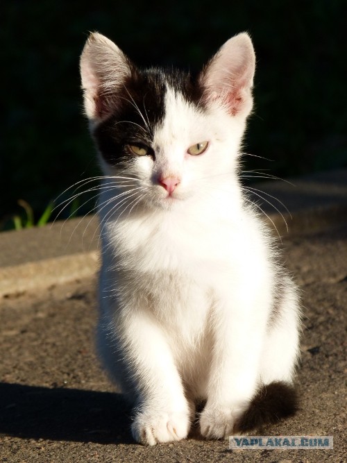 Котовторник 03.09.2013
