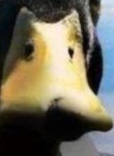 Утка - советчик