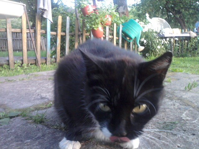 Котовторник на 24.09.2013г