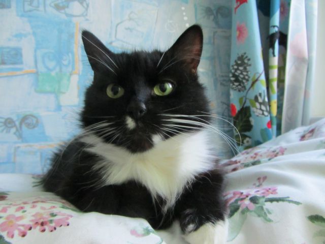 Котовторник  10.12.2013