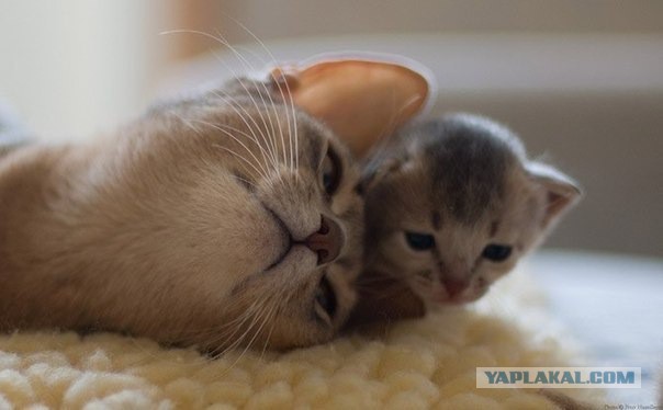 Котовторник 25.02.2014