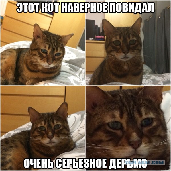 Этот кот - живое воплощение печали