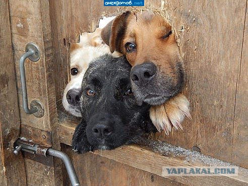 А у нас алабаи растут быстрей доллара
