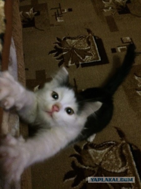 Моим котам