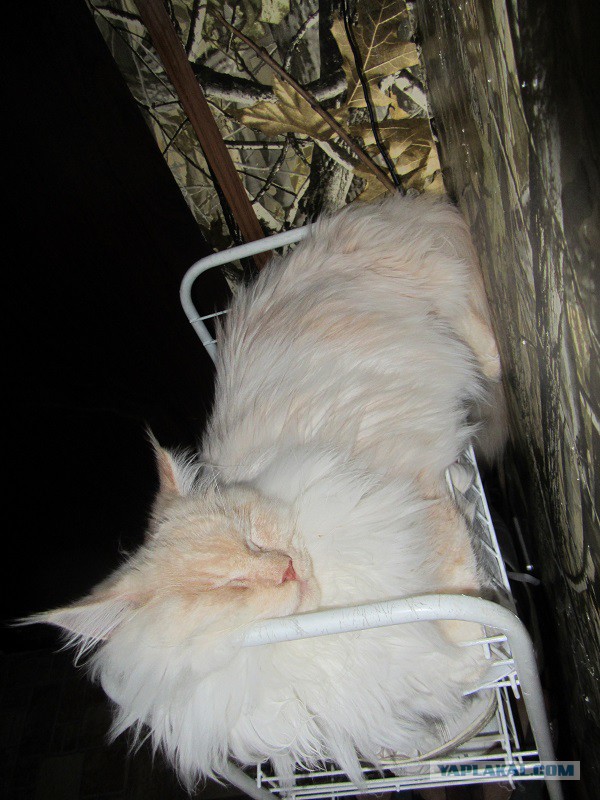 Котовторник