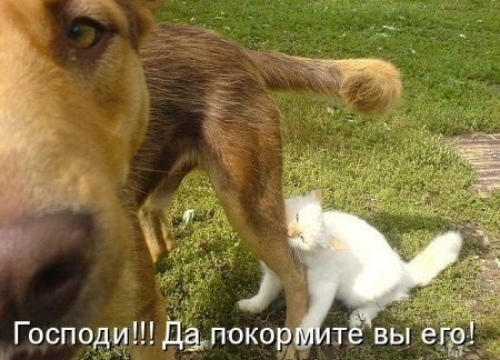 Котовторник