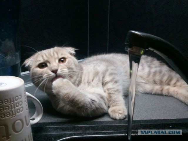 17 фотографий котов