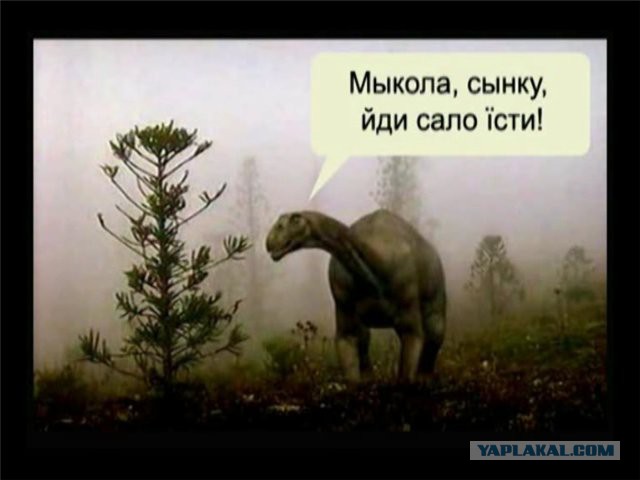 И снова о наших языках!