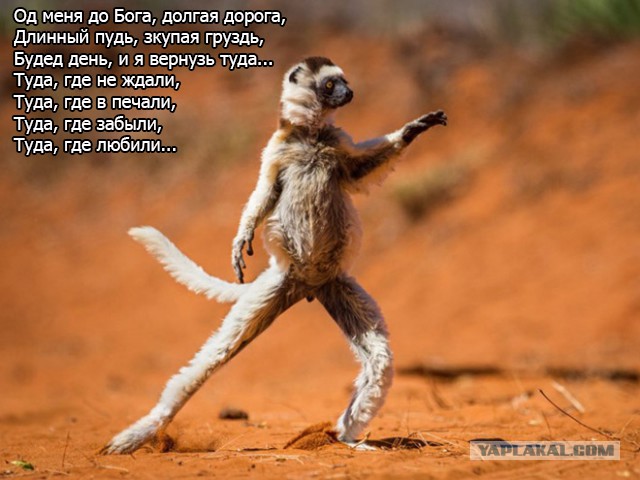 Лучшие фотографии премии "Смешная Дикая Жизнь"