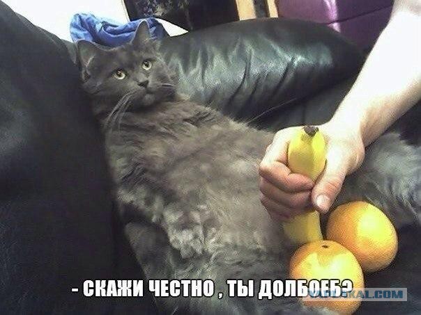 Котооо-о-о-вторник