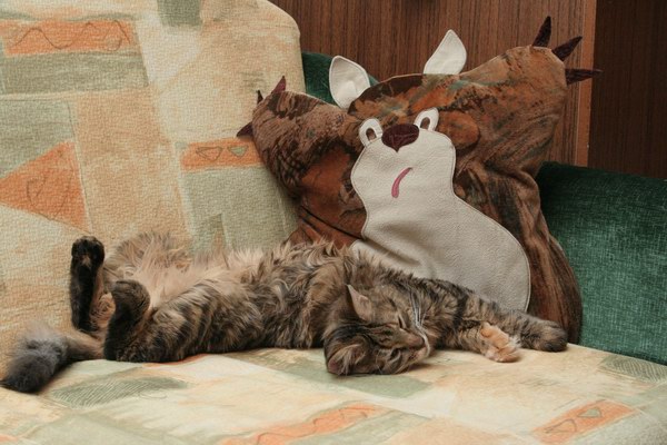 Коты, кошки, котята