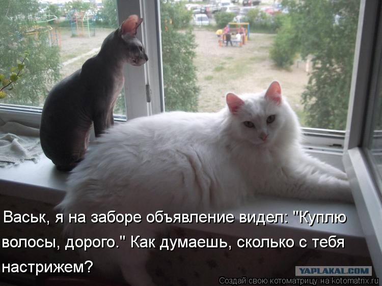 Поздравление, картинки с надписью я же пушистая