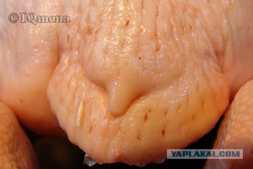 Турчинов: За взрывами во Франции, Турции и Бельгии стоит Россия