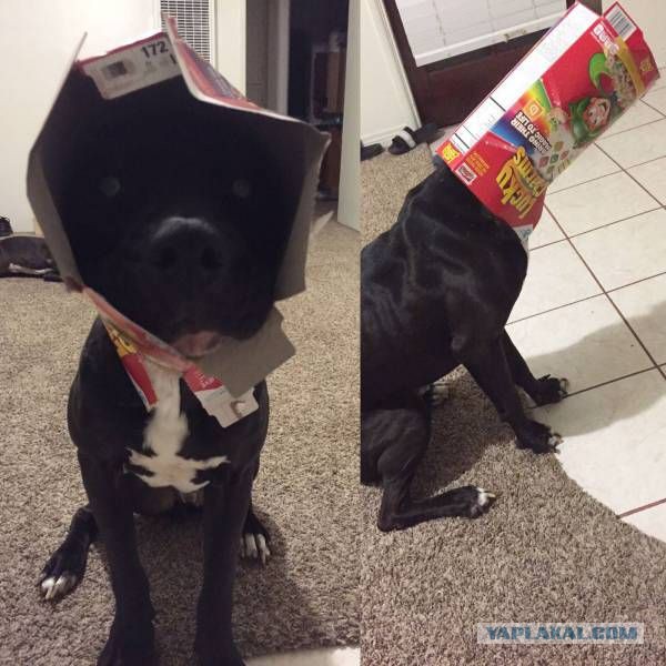 Подборка интересных и веселых фото