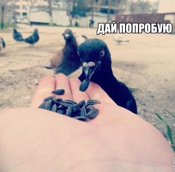Божьи твари