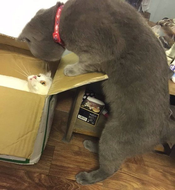 Прикольные животные