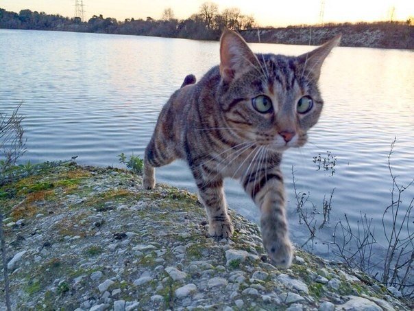 Прикольные животные