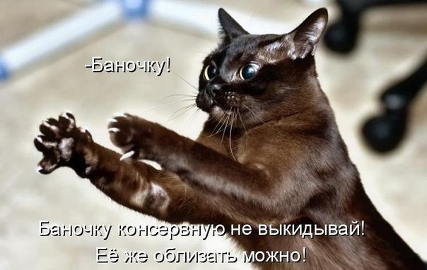 Прикольные животные