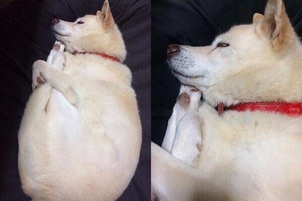 Прикольные животные