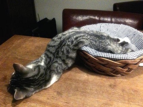 Коты из сети