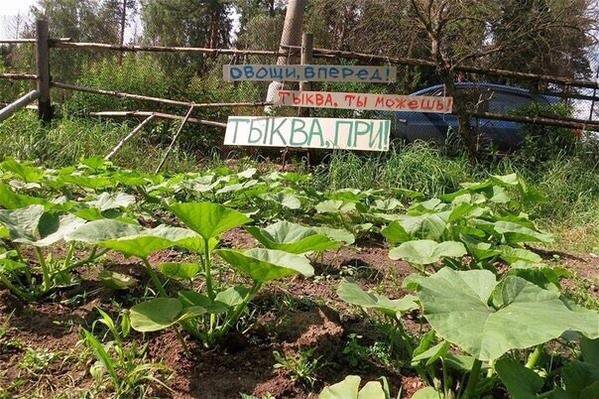Веселые картинки и скриншоты
