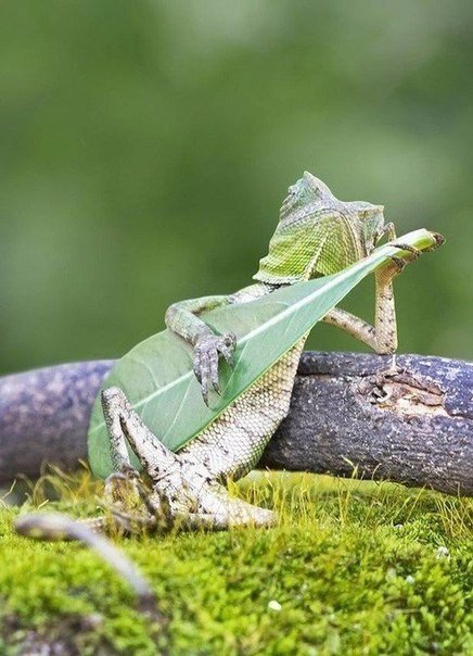 Самые смешные животные