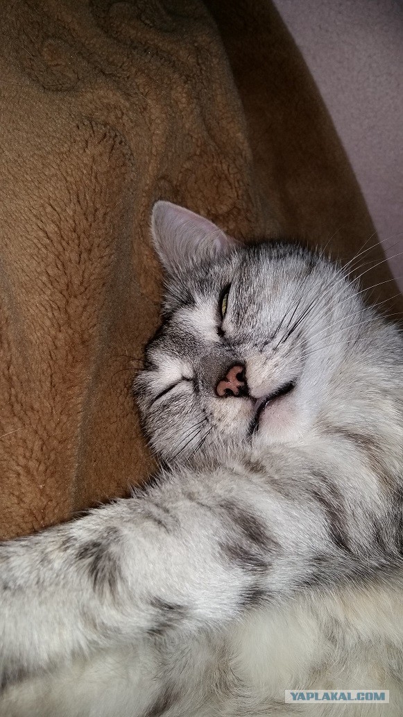 Котовторник 2.05.2017