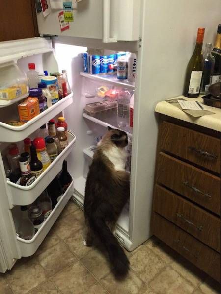 Коты и Кошки