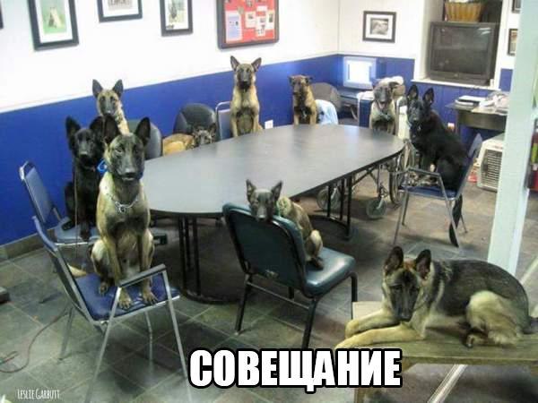 Подборка забавных животных