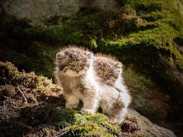Коты и Кошки