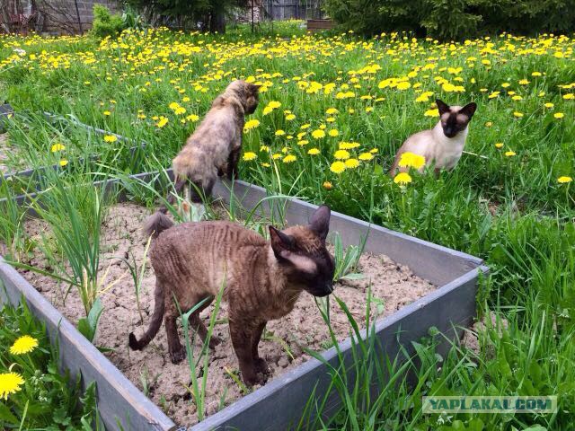 Котовторник 11.07.2017