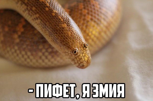Увидите этого мужика у себя на участке - стреляйте