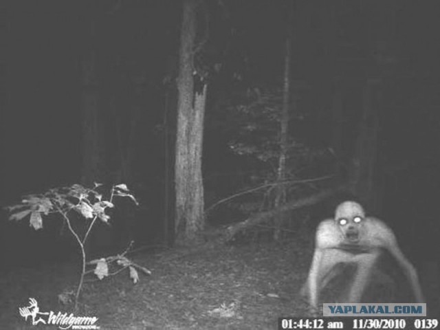 Забавные и страшные фотографии фотоловушек!