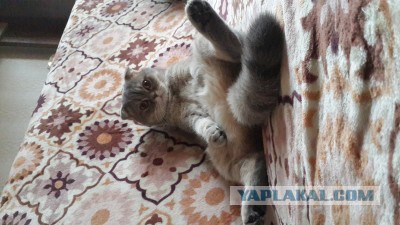 Котовторник  05.12.2017