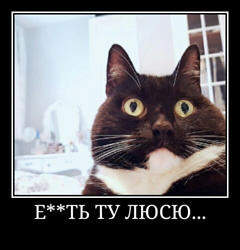 Краткий вестник асоциальных сетей