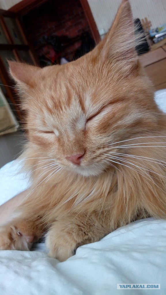 Котовторник  13.02.2018