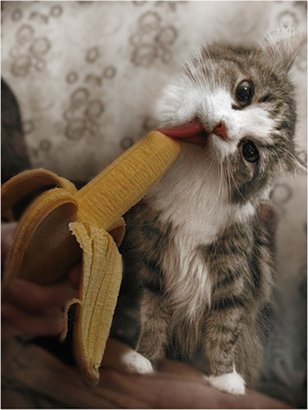 Котовторник на ЯПе (11.03.08)