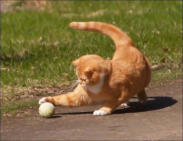 Прикольные коты на среду! ОЧЕНЬ МНОГО! Часть 2