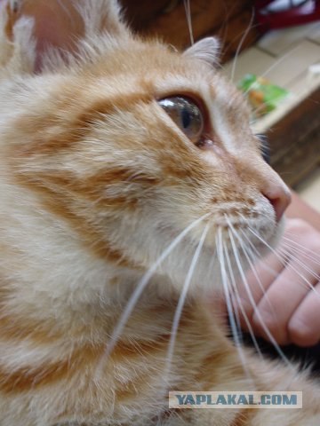 УРРААА ! Котовторник на ЯПлакалъ !