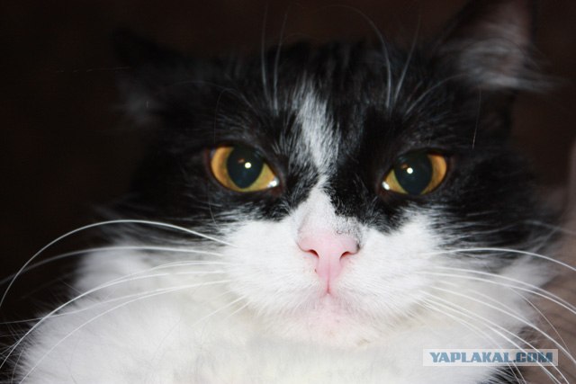 Котовторник на 07.04.2009