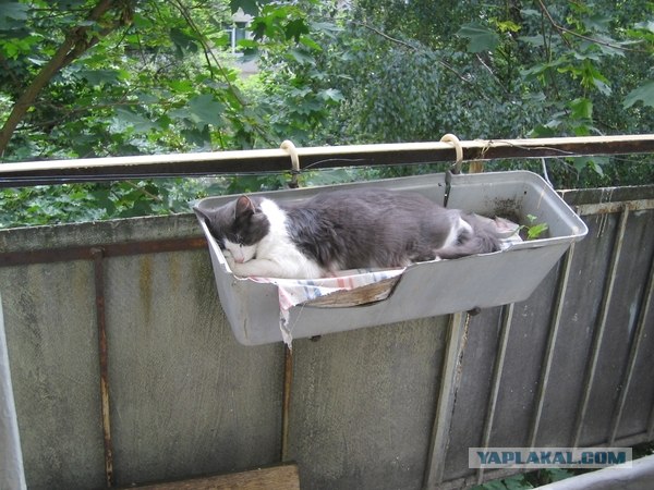 Котосреда (06.05.2009)