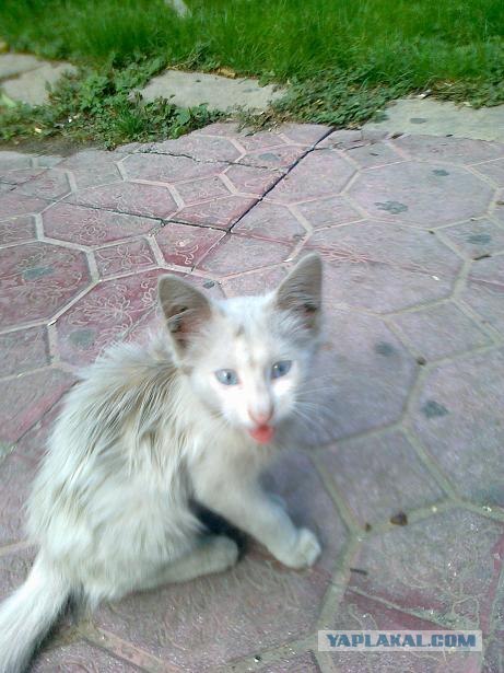 Котовторник: коты и... почти мыши
