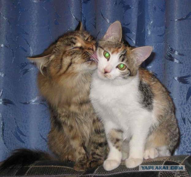 Кошка-мама