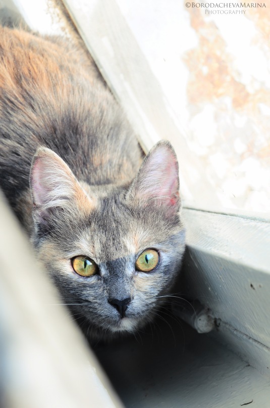 Котовторник стартует