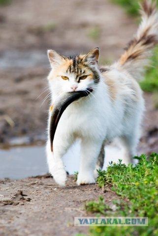 Первый котовторник июля