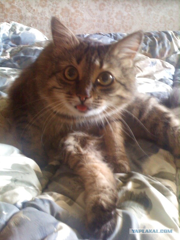 С котовторником !